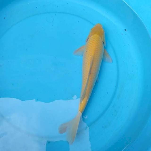 Mata merah 33 cm