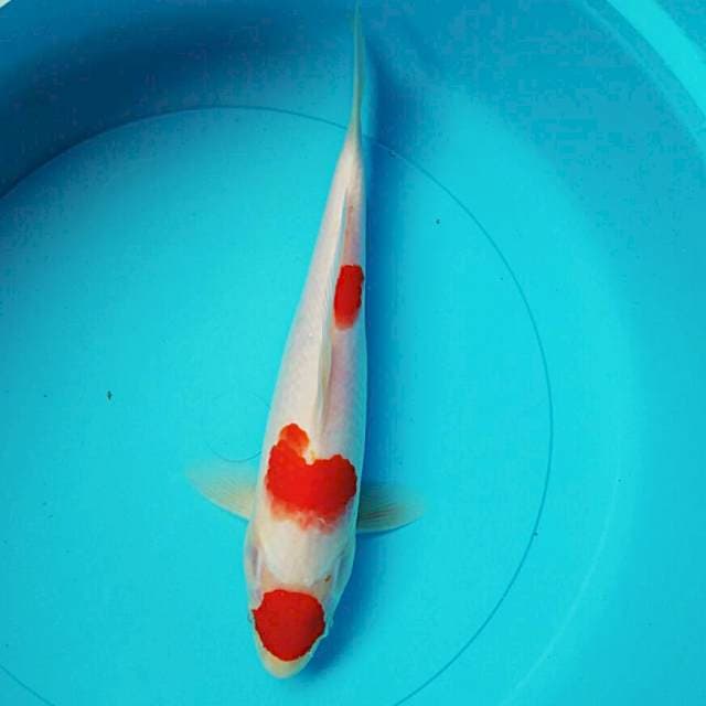 Maruten 26cm