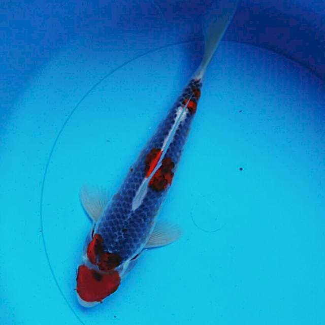 Goshiki strong 27cm male