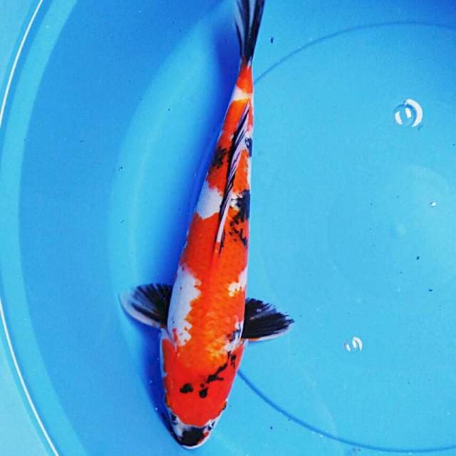 Strong showa 37cm