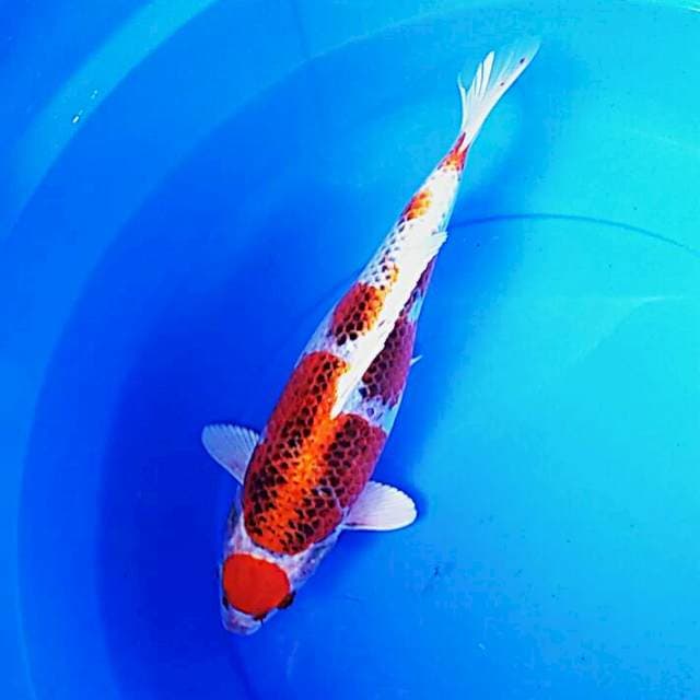 Maruten kujaku 33cm