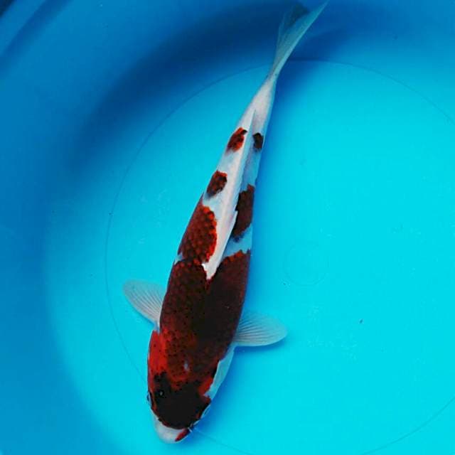 Goromo 30cm
