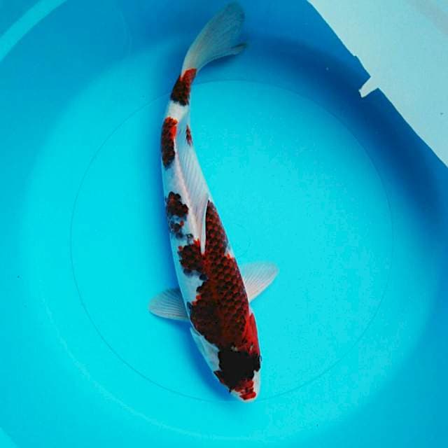 Strong goromo 32cm
