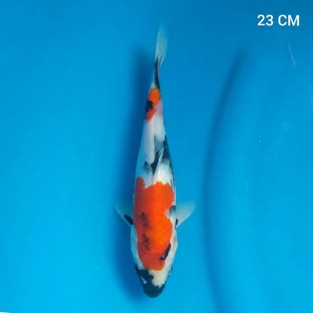 Showa 23 Cm.