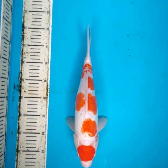 Maruten Doitsu Kohaku 38cm