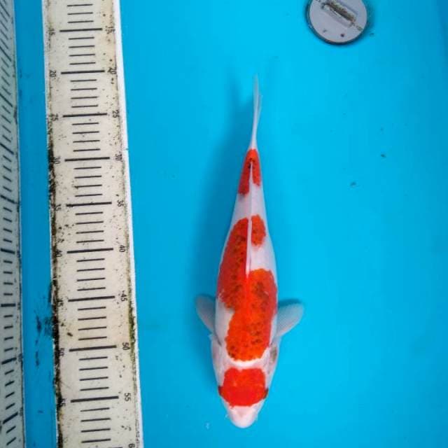 Antik.. Maruten Goromo Showa 37cm