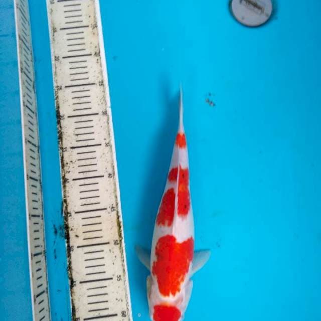 Maruten Taisho sanshoku 37cm
