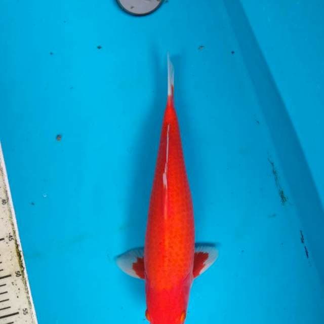 Super red Aka Hajiro 38cm