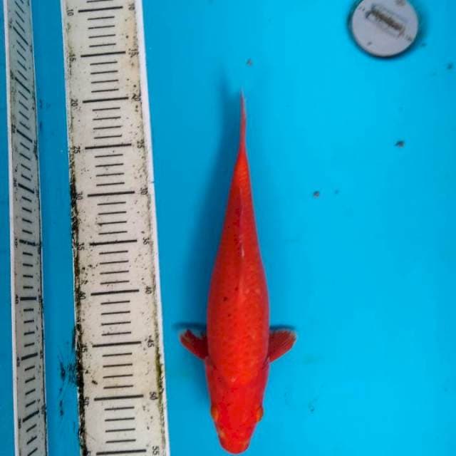 Super red Benigoi 35cm