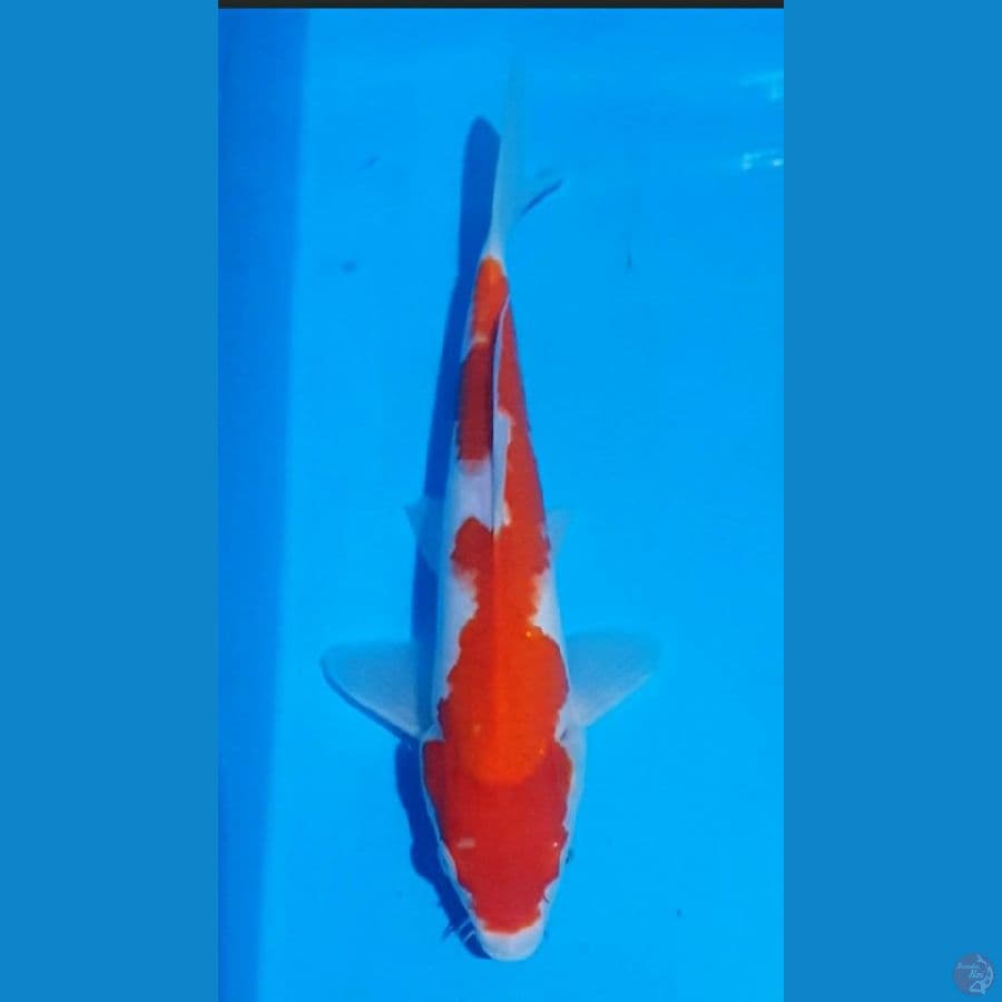 M27 KOHAKU inazuma original 