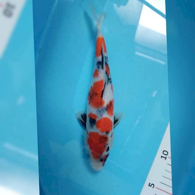 Showa tategoi siip 25cm