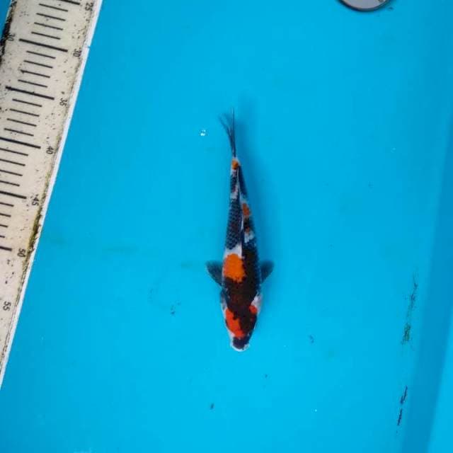 Maruten Showa Sanshoku 22cm