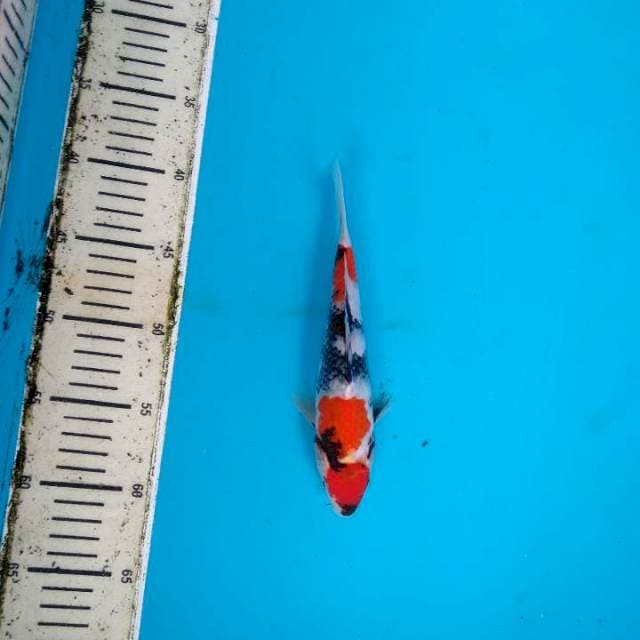 Super Red Maruten Showa Sanshoku 23cm