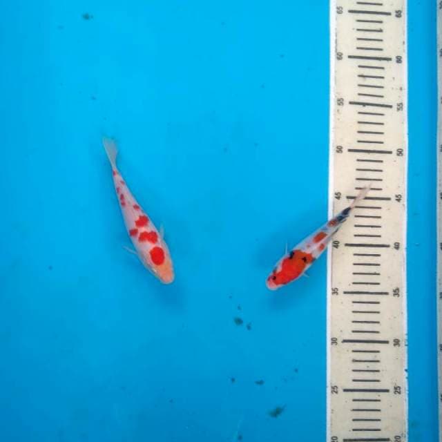 2ekor kohaku sakura Vs showa Kindai