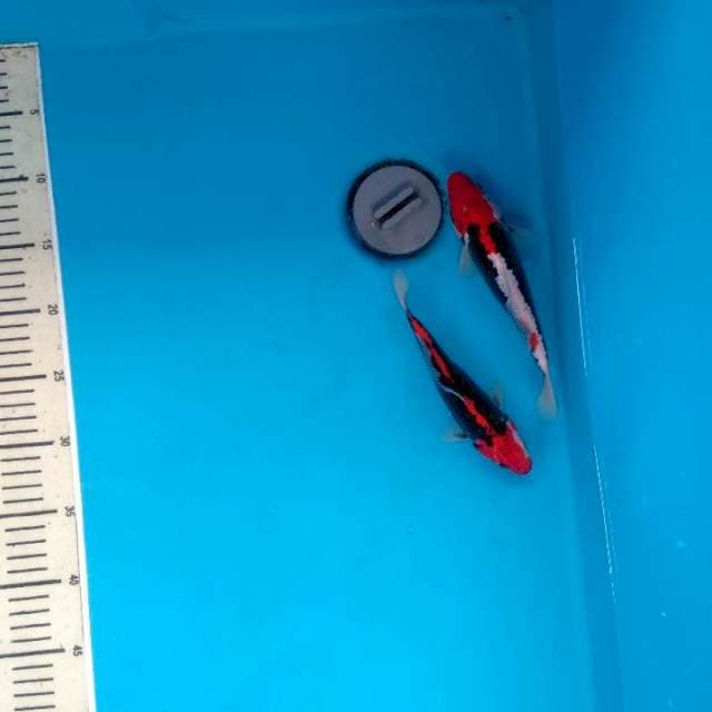 Super red Beni komon