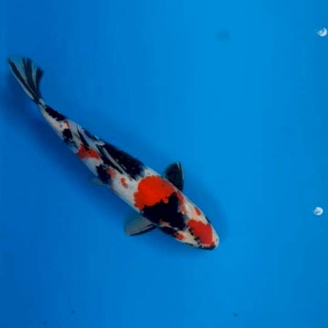 Showa 27cm