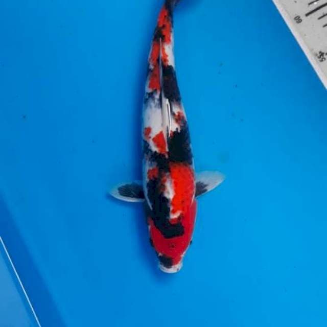 Showa 34cm