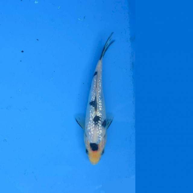 Bekko Ginrin F1