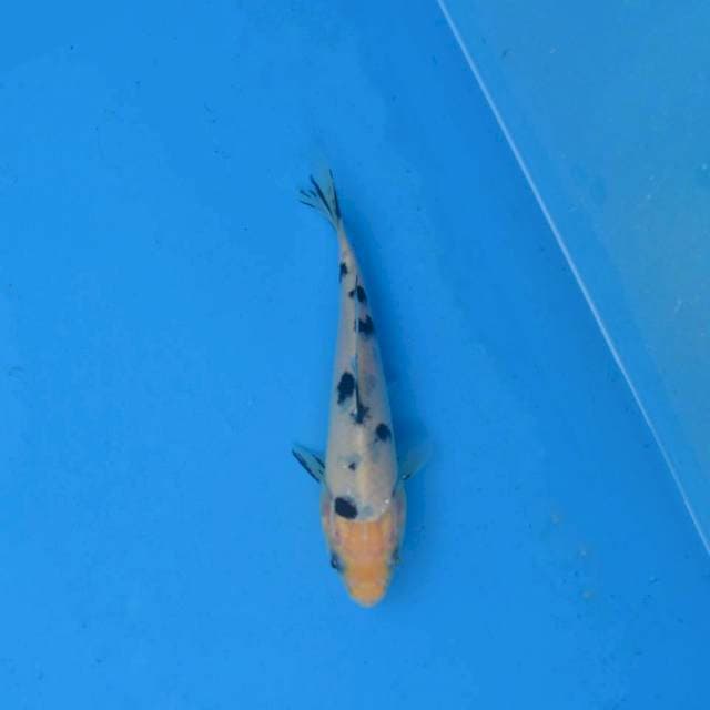 Bekko F1