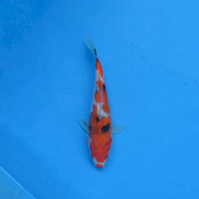 Kuchibeni Sanke Ori F1