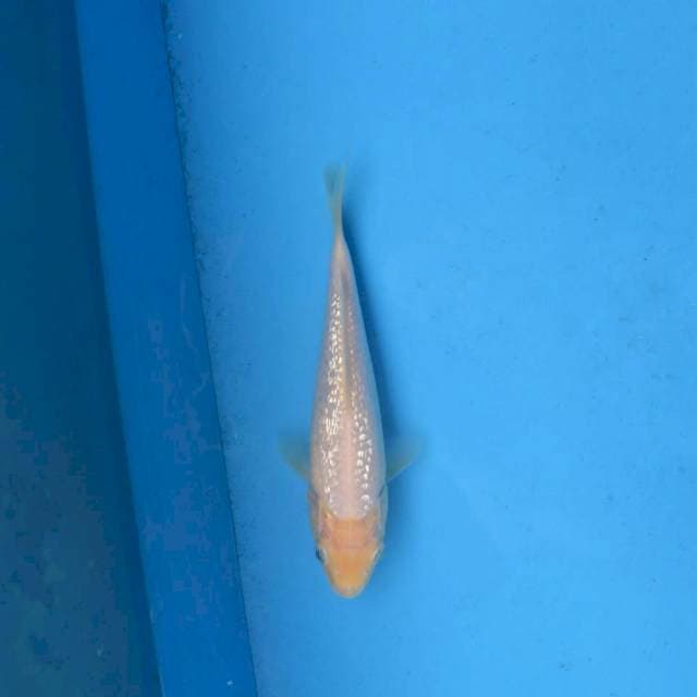 Shiromuji Ginrin F1