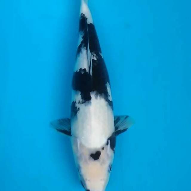 Shiro utsuri 35cm Female
