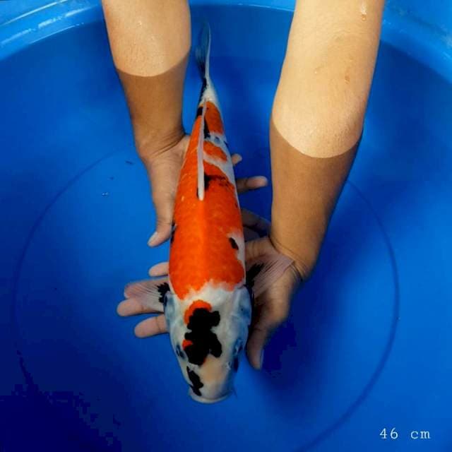 Showa original 46 cm