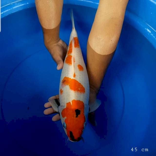 Showa tategoi 45 cm