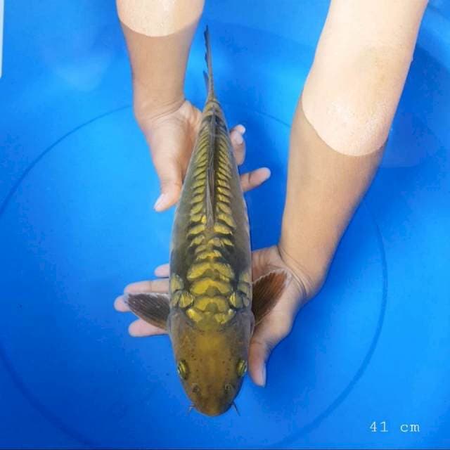 Chagoi ginrin aragoke 41 cm