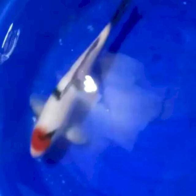Tancho showa 38 cm