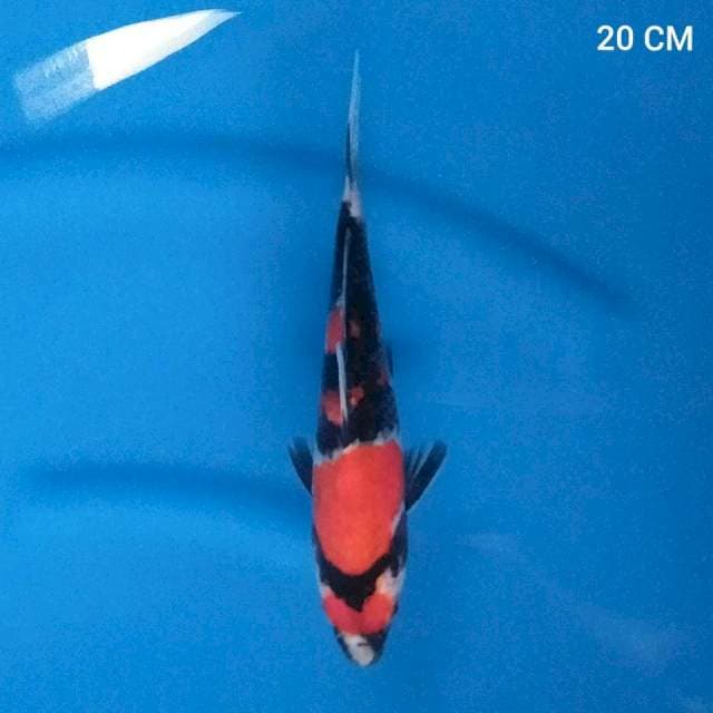 Maruten Showa || 20Cm