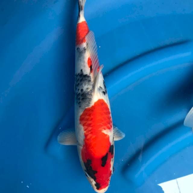 Showa male 37cm