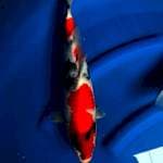 Showa male 37cm