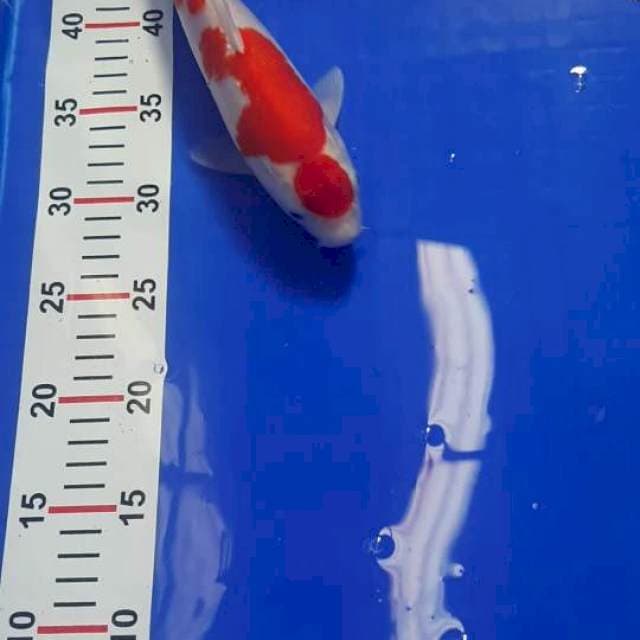 Kohaku 20cm