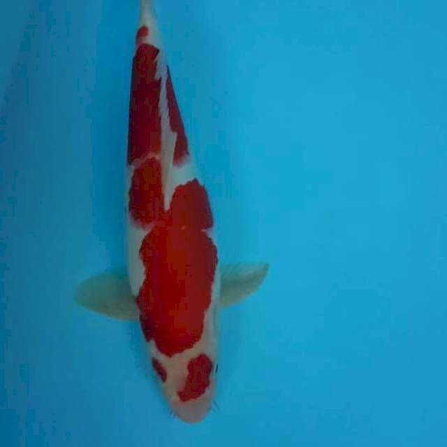 Kohaku ori HQ 32 CM 