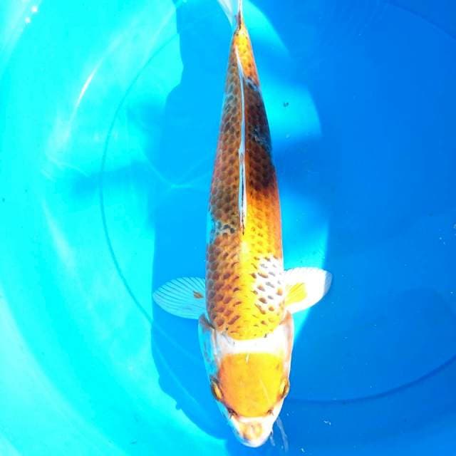 maruten kujaku 38 cm