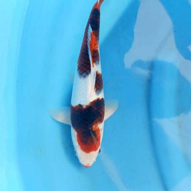 Goromo