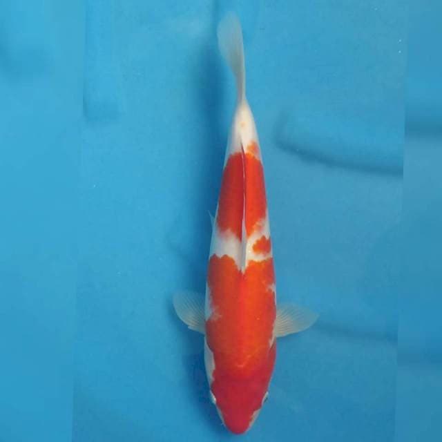 Hiroi Kohaku
