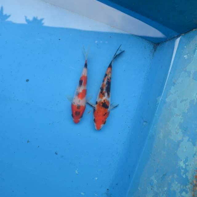 Duo Showa Sanke F1