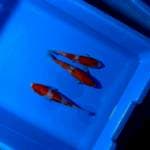 Trio sandan kohaku 