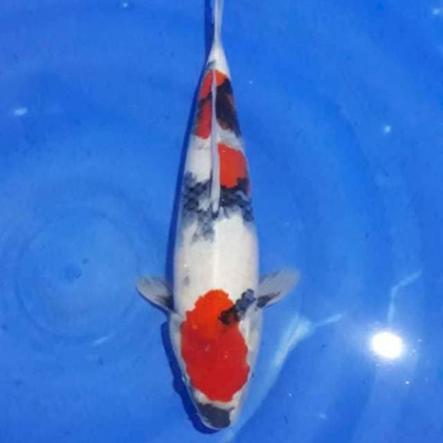 Kindai showa betina 34cm