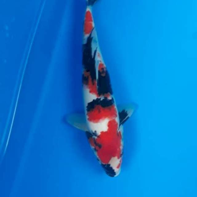 Showa 34cm