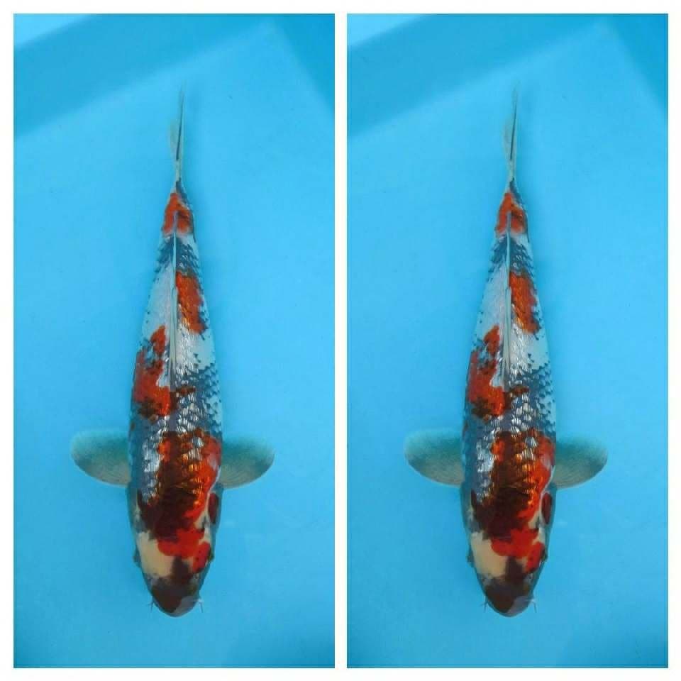 FURY ~ SHOWA GIN RIN,- 28 cm Jantan