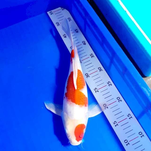 Kohaku sleyer 35 cm 