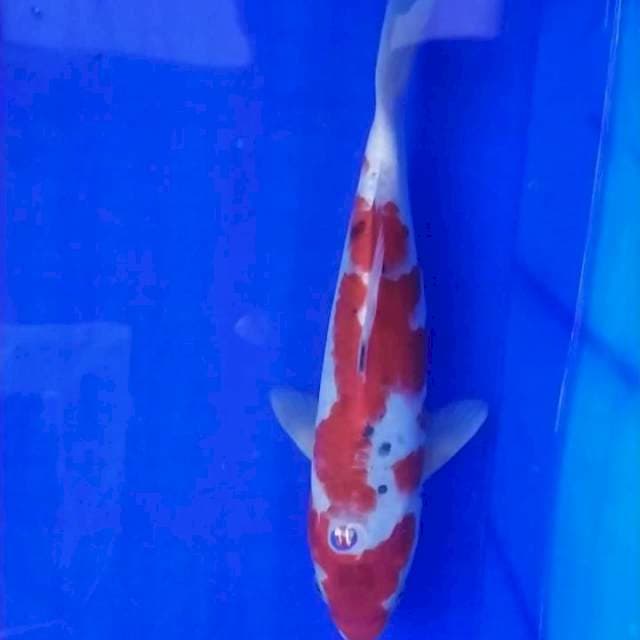 Sanke 23cm