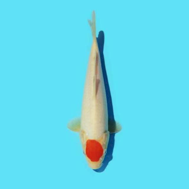ND TANHIHO 24CM