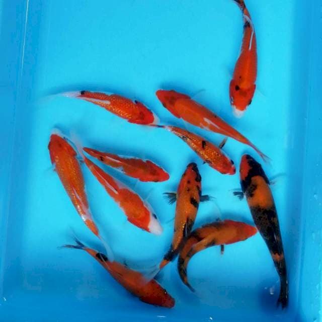 Mix showa ± 15cm
