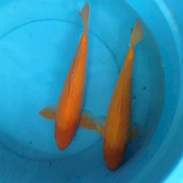 Orange karasi matamerah 35 cm