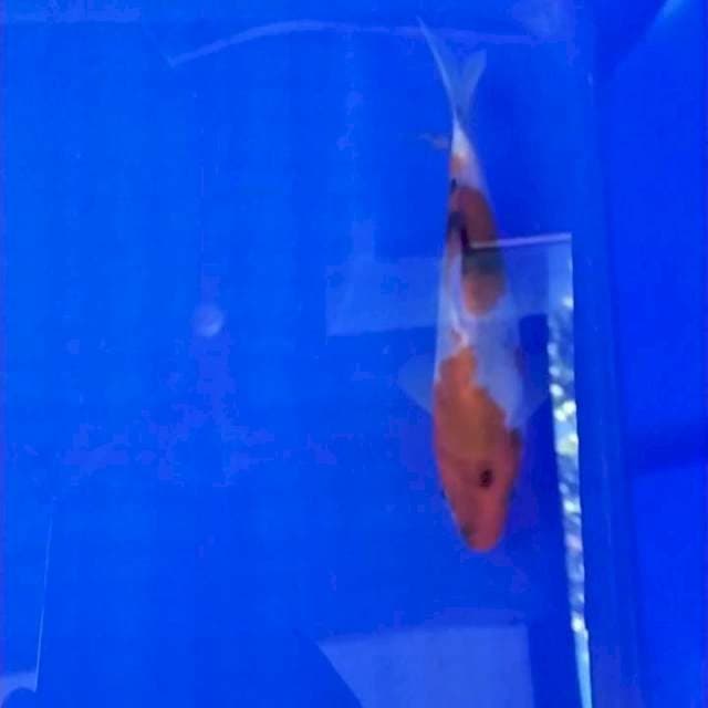 Sanke 12cm