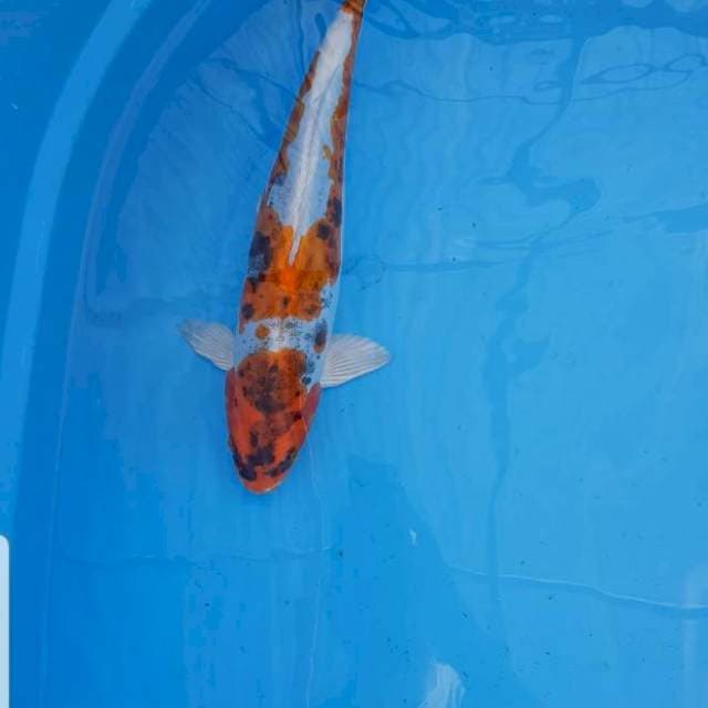 Kiko antikan